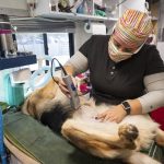 
              Vet tech Amber Portillo of Minneapolis, prepares a female dog to be spayed in the mobile surgical van at the Leech Lake Legacy clinic in Cass Lake, Minn., Sunday, Nov. 21, 2021. For a decade, the nonprofit has been bringing veterinary services and taking away surrendered animals on the Leech Lake Reservation. (AP Photo/Jack Rendulich)
            