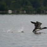 
              A loon takes flight on Squam Lake, Friday, June 25, 2021, in Holderness, N.H. Researchers in New Hampshire have long struggled to understand why loon numbers have stagnated on the lake, despite a robust effort to protect them. They are investigating whether contamination from PCBs could be the culprit and believe oil laced with the chemicals was used on nearby dirt roads decades ago. (AP Photo/Elise Amendola)
            