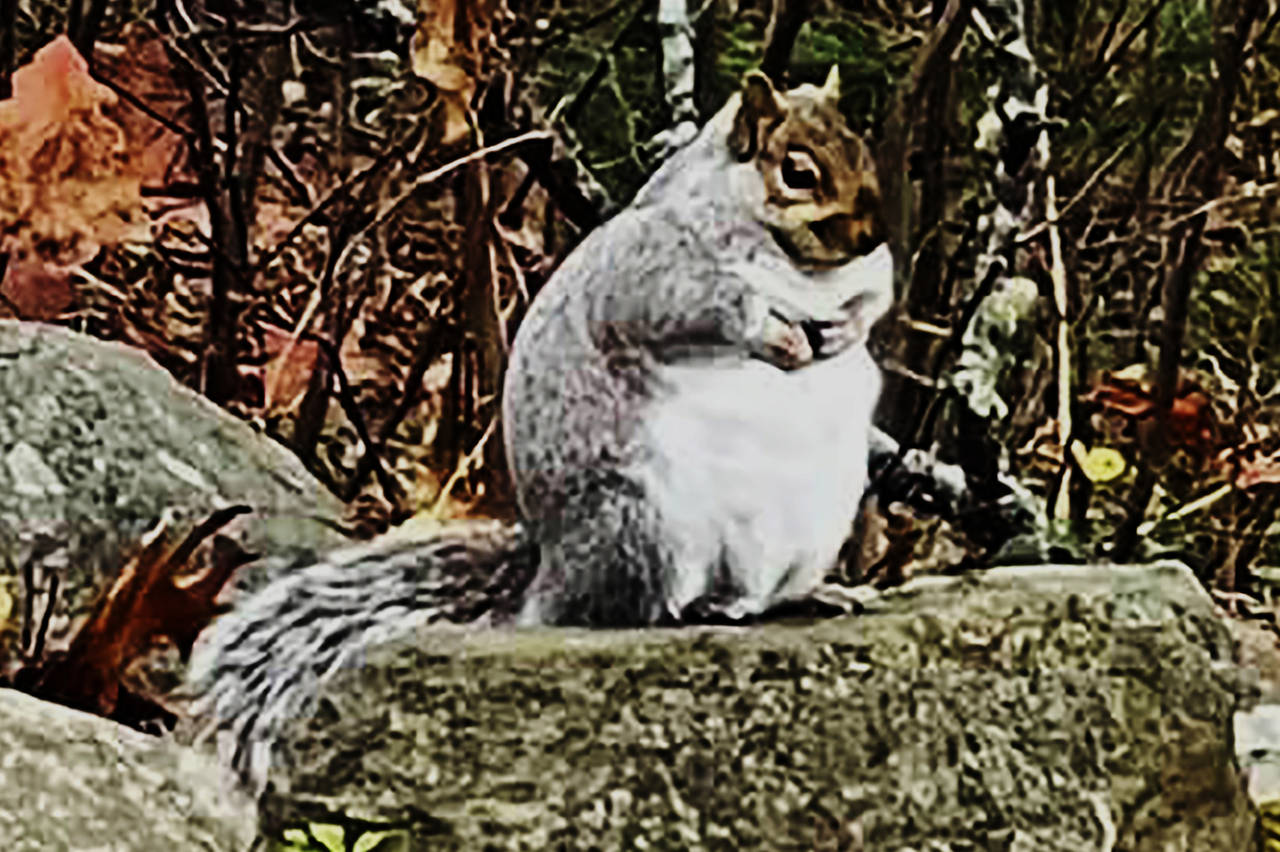 In this recent photograph provided by Beth Ditkoff, a rather squirrel is seen in the yard of a Dama...