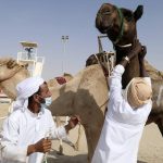 
              Sudanese camel keepers tend to camel contestants at Al Dhafra Festival in Liwa desert area 120 kilometres (75 miles) southwest of Abu Dhabi, United Arab Emirates, Wednesday, Dec. 22, 2021. Tens of thousands of camels from across the region have descended on the desert of the United Arab Emirates to compete for the title of most beautiful. (AP Photo/Isabel DeBre)
            