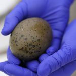 
              Biologist Tiffany Grade holds a non-viable loon egg collected from a floating nest on Squam Lake, Friday, June 25, 2021, in Holderness, N.H. Grade is studying the impact PCBs are having on loons and will examine the egg for possible PCB contamination. Researchers in New Hampshire have long struggled to understand why loon numbers have stagnated on the lake, despite a robust effort to protect them.  (AP Photo/Elise Amendola)
            