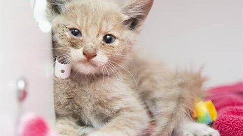 Rescuers in Phoenix save kitten stuck in a storm drain