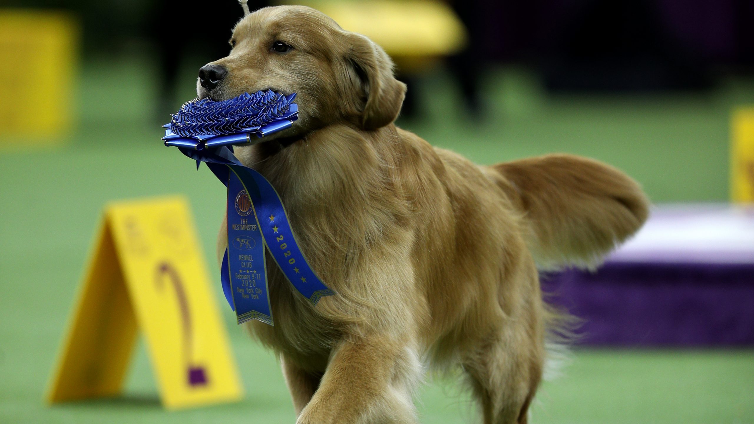 Surprise to host Copper Classic Dog Show this weekend