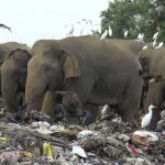 
              Wild elephants scavenge for food at an open landfill in Pallakkadu village in Ampara district, about 210 kilometers (130 miles) east of the capital Colombo, Sri Lanka, Thursday, Jan. 6, 2022. Conservationists and veterinarians are warning that plastic waste in the open landfill in eastern Sri Lanka is killing elephants in the region, after two more were found dead over the weekend. Around 20 elephants have died over the last eight years after consuming plastic trash in the dump. Examinations of the dead animals showed they had swallowed large amounts of nondegradable plastic that is found in the garbage dump, wildlife veterinarian Nihal Pushpakumara said. (AP Photo/Achala Pussalla)
            