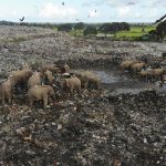 
              Wild elephants scavenge for food at an open landfill in Pallakkadu village in Ampara district, about 210 kilometers (130 miles) east of the capital Colombo, Sri Lanka, Thursday, Jan. 6, 2022. Conservationists and veterinarians are warning that plastic waste in the open landfill in eastern Sri Lanka is killing elephants in the region, after two more were found dead over the weekend. Around 20 elephants have died over the last eight years after consuming plastic trash in the dump. Examinations of the dead animals showed they had swallowed large amounts of nondegradable plastic that is found in the garbage dump, wildlife veterinarian Nihal Pushpakumara said. (AP Photo/Achala Pussalla)
            