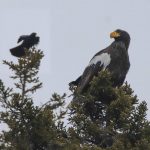 
              In this Dec. 31, 2021 photo provided by Zachary Holderby, a Steller's sea eagle is seen off Georgetown, Maine near a crow. The rare eagle has taken up residence thousands of miles from its home range, delighting bird lovers and baffling scientists. (Zachary Holderby, Downeast Audubon via AP)
            