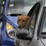 A dog peeks out the rear window of a car as his owner drives in to get tested for COVID-19 in Mexico City, Monday, Jan. 10, 2022. (AP Photo/Marco Ugarte)