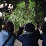 
              In this photo provided by Tokyo Zoological Park Society, visitors use smartphones to take pictures of Japanese-born twin pandas and their mother at Ueno Zoo in Tokyo, Wednesday, Jan. 12, 2022. Twin panda cubs made their first public appearance Wednesday before their devoted fans but only briefly - just for three days for now - due to the upsurge of the highly transmissible coronavirus variant.  (Tokyo Zoological Park Society via AP )
            