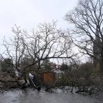
              A boat hangs from a tree that was uprooted by storm Eunice in Voorburg, the Netherlands on Friday, Feb. 18, 2022. The Dutch weather institute issued its highest warning, code red, for coastal regions of the Netherlands and code orange for much of the rest of the country as the storm bore down on the low-lying nation. (AP Photo/Michael Corder)
            