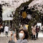 
              A visitor takes a picture under a shower of cherry blossoms in full bloom at a shinto shrine in Tokyo, Thursday, March 31, 2022, in Tokyo. (AP Photo/Shuji Kajiyama)
            
