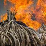
              FILE - An ivory statue, right, lies on top of pyres of ivory as they are set on fire in a dramatic statement against the trade in ivory and products from endangered species, in Nairobi National Park, Kenya on April 30, 2016. Iconic African wildlife such as elephants, big cats, rosewood trees, pangolins and marine turtles will be central to discussions of the World Wildlife Conference slated for Panama later in 2022. (AP Photo/Ben Curtis, File)
            