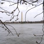 
              On an unusually warm March day the Cherry Blossom Trees buds frame the Washington Monument, Monday, March 7, 2022, along the tidal basin in Washington. (AP Photo/Jacquelyn Martin)
            