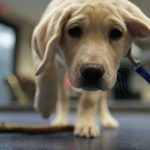 Moira, a 9 week old Labrador puppy sniffs the camera after dropping her stick during a Guiding Eyes for the Blind foundation class at Talbot Community Center, in Easton, Md., Tuesday, Feb. 15, 2022. This exercise helps a puppy with the "leave it" command. (AP Photo/Carolyn Kaster)