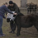 
              Volunteers blindfold a pony to reduce its stress levels before taking it to a truck at a heavily damaged private zoo while attempting to evacuate the surviving animals to safety in the village of Yasnohorodka, on the outskirts of Kyiv, Ukraine, Wednesday, March 30, 2022. The evacuation was halted before completion as shelling resumed between Russian and Ukrainian forces in the area. (AP Photo/Vadim Ghirda)
            