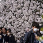 
              People gather to take pictures under a canopy of cherry blossoms in full bloom at a park Wednesday, March 30, 2022, in Tokyo. People across Japan are celebrating the peak cherry blossom viewing season this week without COVID-19 restrictions in place for the first time in two years, but many people strolled under the trees to enjoy flowers and falling petals rather than drinking and eating at sit-down parties. (AP Photo/Kiichiro Sato)
            
