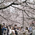 
              People stop to take pictures as they walk under a canopy of cherry blossoms in full bloom at a park Thursday, March 31, 2022, in Tokyo. (AP Photo/Kiichiro Sato)
            