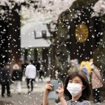
              A visitor takes a picture under a shower of cherry blossoms in full bloom at a Shinto shrine in Tokyo, Thursday, March 31, 2022, in Tokyo. (AP Photo/Shuji Kajiyama)
            