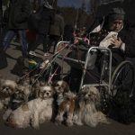 
              Antonina, 84 years-old, sits in a wheelchair after being evacuated along with her twelve dogs from Irpin, at a triage point in Kyiv, Ukraine, Friday, March 11, 2022. A large scale evacuation operation of residents of a satellite area of capital Kyiv continued Friday, with more and more people deciding to leave areas now under Russian control.(AP Photo/Vadim Ghirda)
            