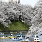 
              People on boat view Cherry blossom in full bloom at the Chidorigafuchi palace moat in Tokyo Monday, March 28, 2022. (AP Photo/Koji Sasahara)
            