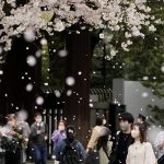 
              Visitors stroll under a shower of cherry blossoms in full bloom at a Shinto shrine in Tokyo, Thursday, March 31, 2022, in Tokyo. (AP Photo/Shuji Kajiyama)
            