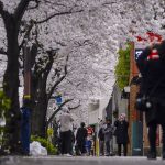 
              People stop to take pictures as they walk on a sidewalk under a canopy of cherry blossoms Sunday, March 27, 2022, in Tokyo. (AP Photo/Kiichiro Sato)
            
