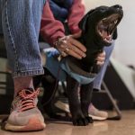 
              Queenie, an eight week old Labrador puppy, yawns in a warm sweater before the start of her Guiding Eyes for the Blind foundation class with volunteer puppy raiser Debbie Dugan at St. Matthew's United Methodist Church, in Bowie, Md., Monday, Feb. 14, 2022. (AP Photo/Carolyn Kaster)
            