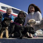 
              Volunteer "Puppy Raisers" from left, Lynette Gebhardt, Debbie Dugan, Leigh Goetzke and Debbie Roschli, attempt to wrangle their puppies on the tarmac for a photo at Tipton Airport in Fort Meade, Md., Tuesday, Feb. 8, 2022. They will raise the puppies for a year for the Guiding Eyes for the Blind puppy program that provides guide dogs to people with vision loss and vision impairment at no cost to the recipient. (AP Photo/Carolyn Kaster)
            