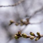 
              Buds of cherry blossoms along the Tidal Basin in Washington, Thursday, March 10, 2022. (AP Photo/Andrew Harnik)
            