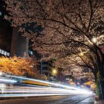 
              In this long exposure photo, streaks of lights indicate vehicles moving under a canopy of cherry blossoms flowers lit by street lights, in Tokyo, Monday, March 28, 2022. (AP Photo/Kiichiro Sato)
            