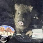
              In this photo provided by the Yavapai County Sheriff’s Office, a javelina is seen inside a Subaru station wagon in Cornville, Ariz., Wednesday, April 6, 2022. Sheriff's deputies in Yavapai County responded to the call in the community 10 miles south of Sedona, Ariz., about the javelina stuck in a car. The animal had jumped in to get to a bag of Cheetos when the hatch closed. (Yavapai County Sheriff's Office via AP)
            