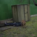 
              A dog approaches a lifeless body lying in the garden of a house in Bucha, on the outskirts of Kyiv, Ukraine, Sunday, April 3, 2022. Ukrainian troops are finding brutalized bodies and widespread destruction in the suburbs of Kyiv, sparking new calls for a war crimes investigation and sanctions against Russia. (AP Photo/Rodrigo Abd)
            