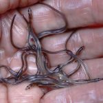 
              A fisherman holds baby eels, also known as elvers, in Brewer, Maine, on May 25, 2017. Elvers are one of the most lucrative wild fish species in the U.S. Maine is the only state in the country with a sizeable baby eel fishing industry, and the price for the tiny fish is back up to pre-pandemic levels in the spring of 2022. (AP Photo/Robert F. Bukaty, File)
            