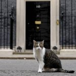 
              Larry the Cat, Britain's Chief Mouser to the Cabinet Office sits in Downing Street in London, Tuesday, April 12, 2022. U.K. Prime Minister Boris Johnson's office says he will be issued a fine for breaching COVID-19 regulations following allegations of lockdown parties at government offices. Treasury Chief Rishi Sunak will also be fined. (AP Photo/Kirsty Wigglesworth)
            