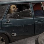 
              A dog rides in the back of a car as people fleeing the village of Ruska Lozova arrive at a screening point in Kharkiv, Ukraine, Friday, April 29, 2022. Hundreds of residents have been evacuated to Kharkiv from the nearby village that had been under Russian occupation for more than a month. (AP Photo/Felipe Dana)
            