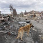 
              A dog wanders around destroyed houses and Russian military vehicles, in Bucha close to Kyiv, Ukraine, Monday, April 4, 2022. Russia is facing a fresh wave of condemnation after evidence emerged of what appeared to be deliberate killings of civilians in Ukraine. (AP Photo/Efrem Lukatsky)
            