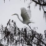 
              A great egret takes flight in the Maurepas Swamp in Ruddock, La., Saturday, Feb. 27, 2021. Last year, Congress pledged $3.5 billion to carbon capture and sequestration projects around the United States, which has been called the largest federal investment ever by advocates for the technology. But environmental justice advocates and residents of legacy pollution communities are wary of the technology, with many calling it a "false solution," and some fearing it will actually do more harm to the Lake Maurepas basin. (AP Photo/Gerald Herbert)
            