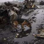 
              A dog drinks water next to destroyed Russian armored vehicles in Bucha, Ukraine, Sunday, April 3, 2022. (AP Photo/Rodrigo Abd)
            