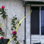 
              Police caution tape remains attached to a rose bush next to a bullet-ridden window in the community of Willowbrook, south of downtown Los Angeles, Monday, April 11, 2022. Authorities say several people were killed and wounded in the weekend shooting. (AP Photo/Damian Dovarganes)
            