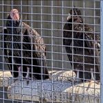 
              This image from a live web cam provided by Yurok Tribal Government shows two California Condors waiting for release in a designated staging enclosure, which is attached to the flight pen on Tuesday, May 3, 2022. The endangered California condor has returned to the skies over the state's far northern coast redwood forests for the first time in more than a century. Two captive-bred birds were released Tuesday, in Redwood National Park, an hour’s drive south of the Oregon state line. (Yurok Tribal Government via AP)
            