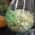 
              Chinese cabbage being dried is seen in glass flask at the laboratory of Tokyo University in Tokyo, on May 26, 2022. The university's researchers Kota Machida and Yuya Sakai have developed a technology that can transform food waste into “cement" for construction use. (AP Photo/Chisato Tanaka)
            