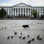 
              A dog walks among pigeons in a mostly deserted central Myru square during a siren alarm in Kramatorsk, eastern Ukraine, Monday, May 23, 2022. (AP Photo/Francisco Seco)
            