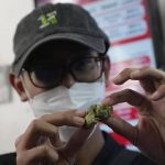 
              Highland Cafe's first customer of the day Rittipomng Bachkul shows a piece of marijuana in Bangkok, Thailand, Thursday, June 9, 2022. Measures to legalize cannabis became effective Thursday, paving the way for medical and personal use of all parts of cannabis plants, including flowers and seeds. (AP Photo/Sakchai Lalit)
            