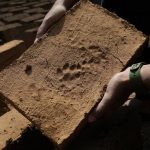 
              CORRECTS NAME OF PHOTOGRAPHER- A paw mark of a cub is seen on a brick at Aarey Colony, which borders the south end of Sanjay Gandhi National Park, in Mumbai, India, Saturday, March 12, 2022. Los Angeles and Mumbai, India are the world’s only megacities of 10 million-plus where large felines breed, hunt and maintain territory within urban boundaries. Long-term studies in both cities have examined how the big cats prowl through their urban jungles, and how people can best live alongside them. (AP Photo/Rajanish Kakade)
            