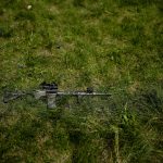 
              A rifle is seen on the grass as civilian militia men train at a shooting range in outskirts Kyiv, Ukraine, Tuesday, June 7, 2022. (AP Photo/Natacha Pisarenko)
            