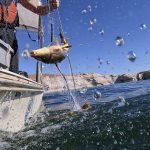 
              A common carp thrashes as it is pulled in to a research boat using a gillnet net on Tuesday, June 7, 2022, in Page, Utah. A team of researchers are on a mission to save the humpback chub, an ancient fish under assault from nonnative predators in the Colorado River. The reservoir's decline may soon make things worse, enabling the invaders to get past the dam and target the chub's biggest populations farther southwest in the Grand Canyon. (AP Photo/Brittany Peterson)
            