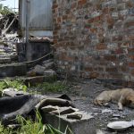 
              A survived dog lies next to a building damaged by an overnight missile strike in Sloviansk, Ukraine, Wednesday, June 1, 2022. (AP Photo/Andriy Andriyenko)
            