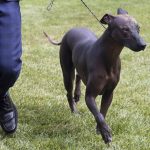 
              A Xoloitzcuintli competes at the Westminster Kennel Club Dog Show, Tuesday, June 21, 2022, in Tarrytown, N.Y. The Xolo, as it's known for short, is an often hairless breed that originally comes from Mexico.(AP Photos/Jennifer Peltz).
            