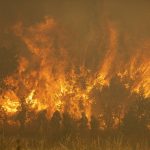 
              Firefighters work in front of flames during a wildfire in the Sierra de la Culebra in the Zamora Provence on Saturday June 18, 2022. Thousands of hectares of wooded hill land in northwestern Spain have been burnt by a wildfire that forced the evacuation of hundreds of people from nearby villages. Officials said the blaze in the Sierra de Culebra mountain range started Wednesday during a dry electric storm. (Emilio Fraile/Europa Press via AP)
            