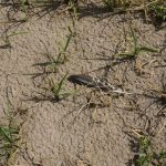
              The feather of a bird lies on a completely dried rice field, in Mortara, Lomellina area, Italy, Monday, June 27, 2022. The worst drought Italy has faced in 70 years is thirsting paddy fields in the river Po valley and jeopardizing the harvest of the premium rice used for risotto. (AP Photo/Luca Bruno)
            