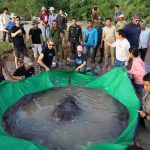 
              In this photo provided by Wonders of the Mekong taken on June 14, 2022, a team of Cambodian and American scientists and researchers, along with Fisheries Administration officials prepare to release a giant freshwater stingray back into the Mekong River in the northeastern province of Stung Treng, Cambodia. A local fisherman caught the 661-pound (300-kilogram) stingray, which set the record for the world's largest known freshwater fish and earned him a $600 reward. (Chhut Chheana/Wonders of the Mekong via AP)
            